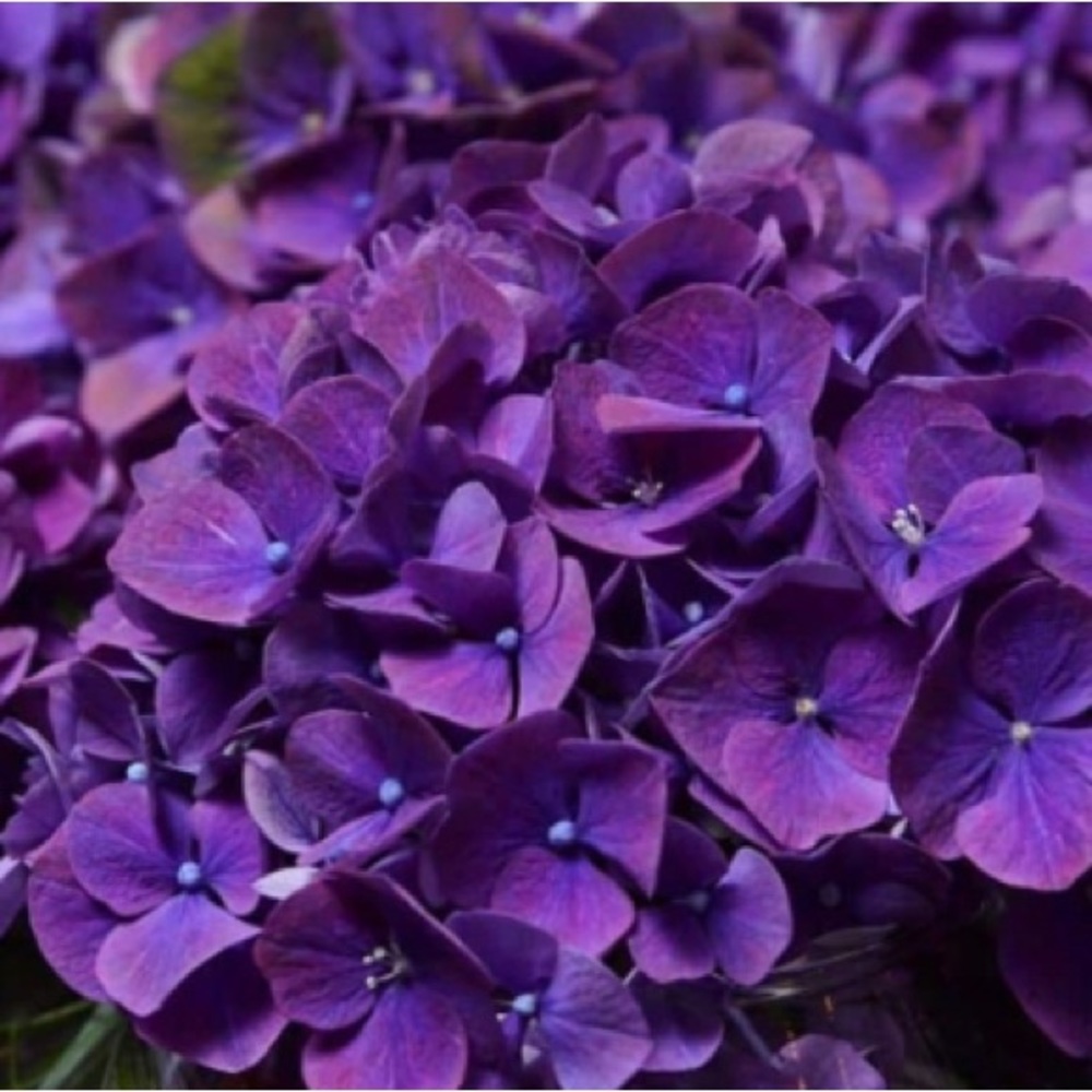 10 Pack | Dark Purple Lavender Hydrangeas Flowers Wedding Bouquet Floral - Picture 2 of 6